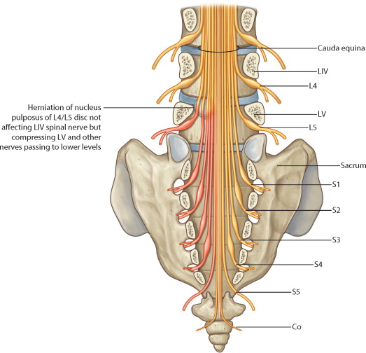 spinal cord anatomy (1).jpg